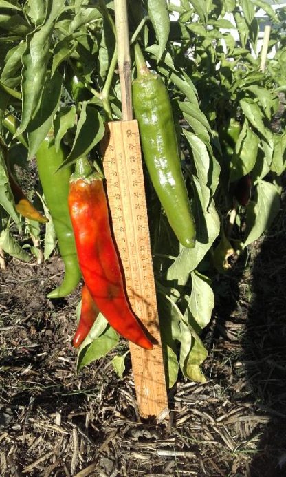 joeEparker chilli next to ruler