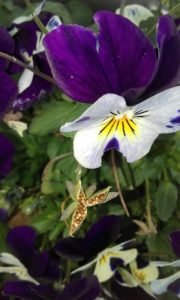 viola flower with seeds