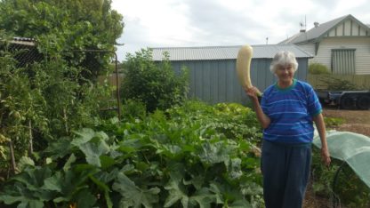 Virginia White Zucchini - Image 2